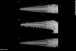 کشف دو گونه جدید کوسه در اقیانوس هند غربی 