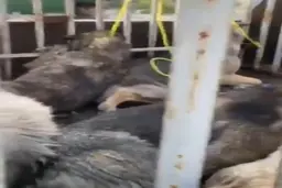 سگ کشی در تبریز + ویدئو