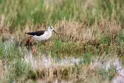   تصاویر پرندگان مهاجر درتالاب حوض مره 
