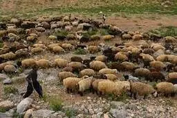 آزادسازی صادرات دام زنده ابلاغ شد