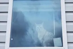 تست بینایی |  چند گربه در این تصویر می بینید؟ + پاسخ