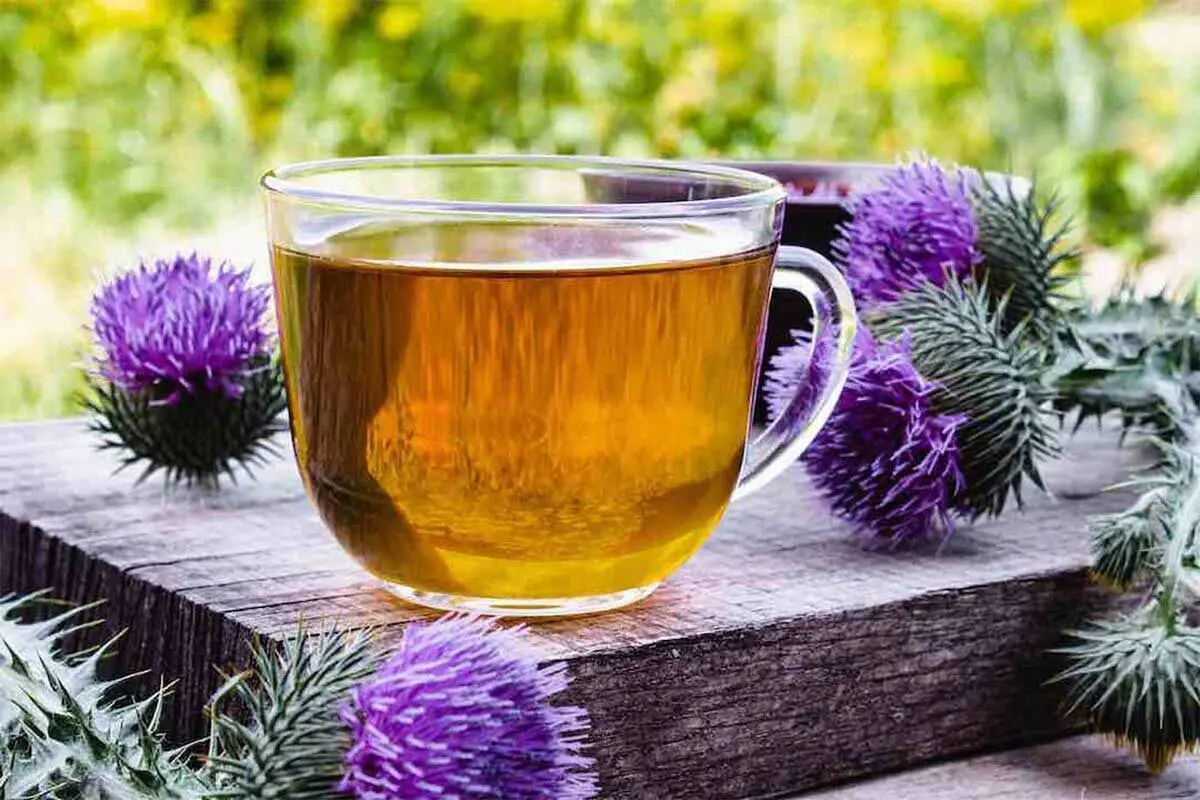 با این دمنوش گیاهی کبد چرب را در کمترین زمان درمان کنید | طرز تهیه دمنوش خار مریم+ ویدئو 