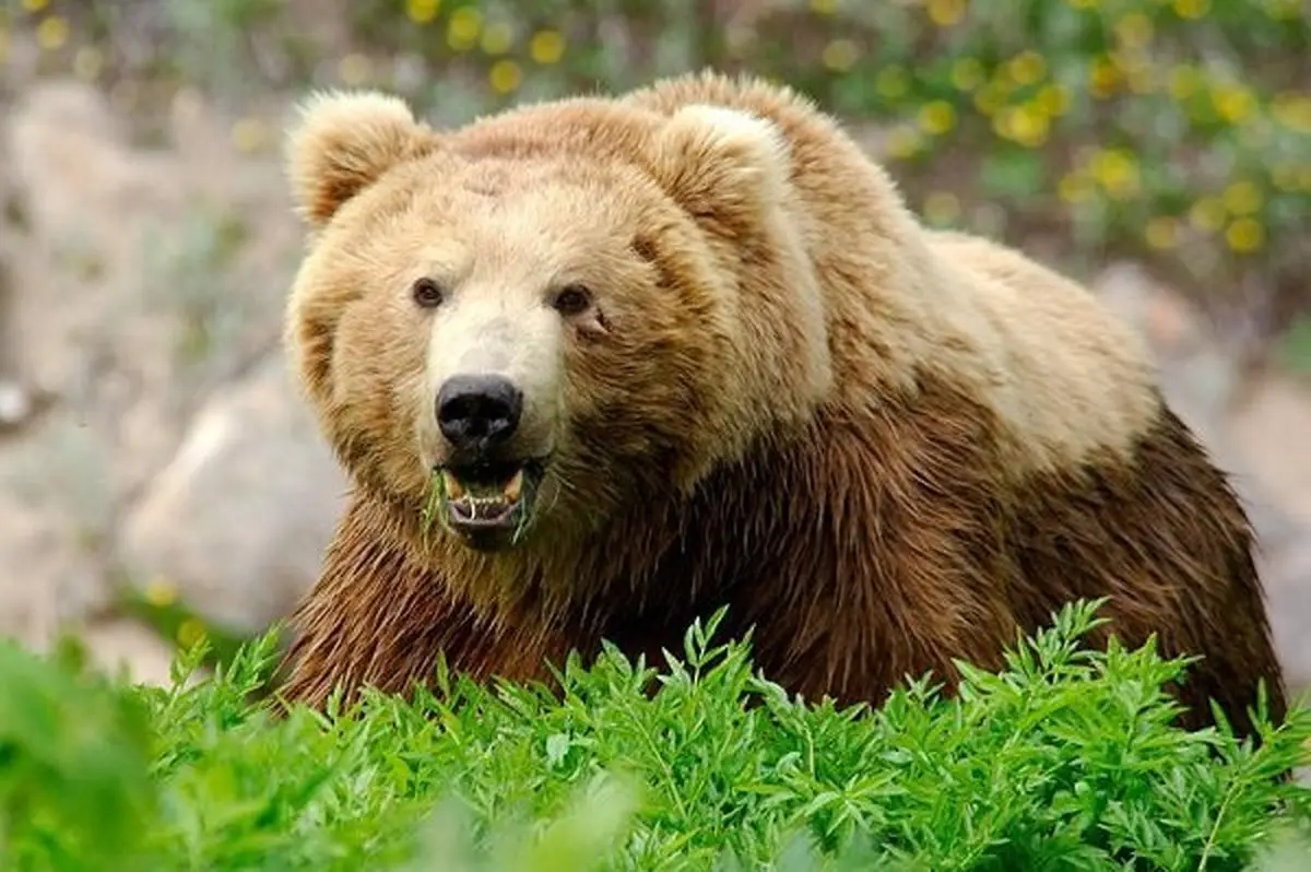 جریمه ۷۵ میلیون تومانی برای شکار خرس قهوه‌ای