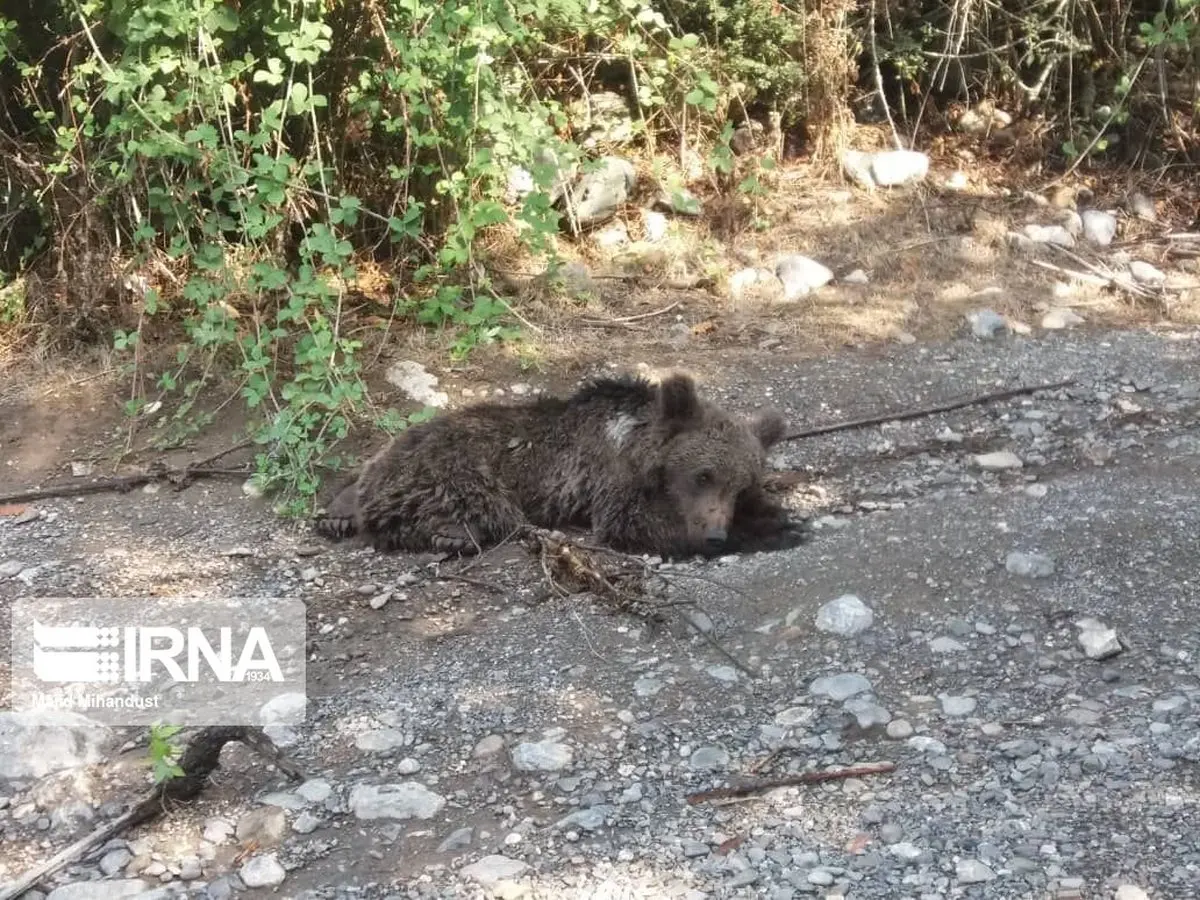 علت مرگ خرس قهوه ای در گلستان اعلام شد