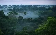 هر دقیقه منطقه‌ای به وسعت یک زمین فوتبال از جنگل‌های آمازون تخریب می‌شود