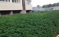 تمایل قاچاقچیان به کشت ماری‌جوانا در مزارع