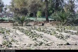 خسارت ۸۰ میلیارد تومانی سیلاب‌ها به کشاورزی جنوب کرمان؛ بسیاری از چاه‌های کشاورزی تخریب شدند 