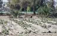 خسارت ۸۰ میلیارد تومانی سیلاب‌ها به کشاورزی جنوب کرمان؛ بسیاری از چاه‌های کشاورزی تخریب شدند 