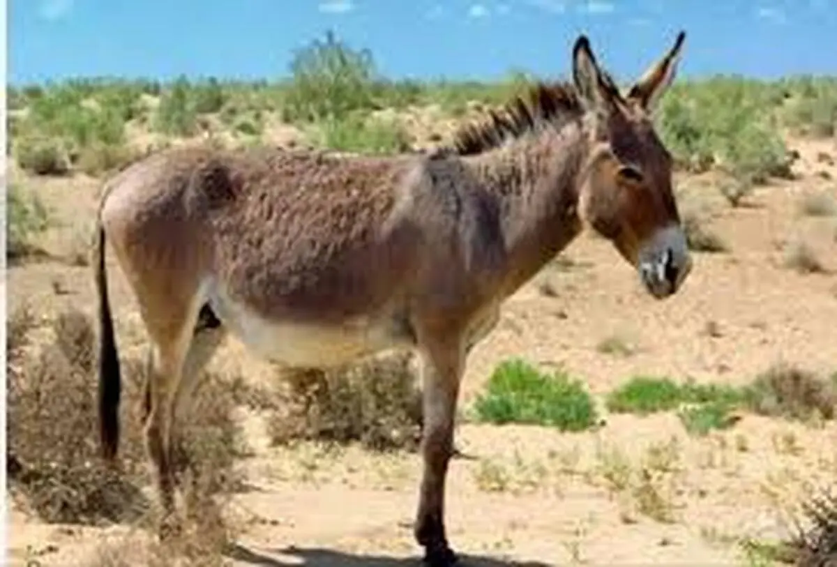 مازندران؛ حیوان آزاری که گوش یک الاغ را بُرید
