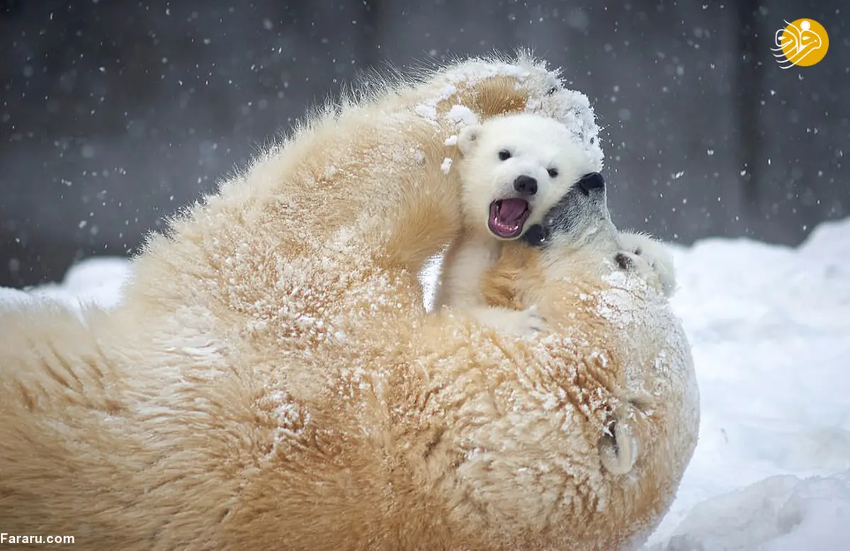 وقتی دو توله خرس قطبی اولین بار برف دیدند