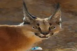 اولین سیاه گوش مشکی رنگ کشف شد | چرا انقدر عجیبه؟ + ویدئو