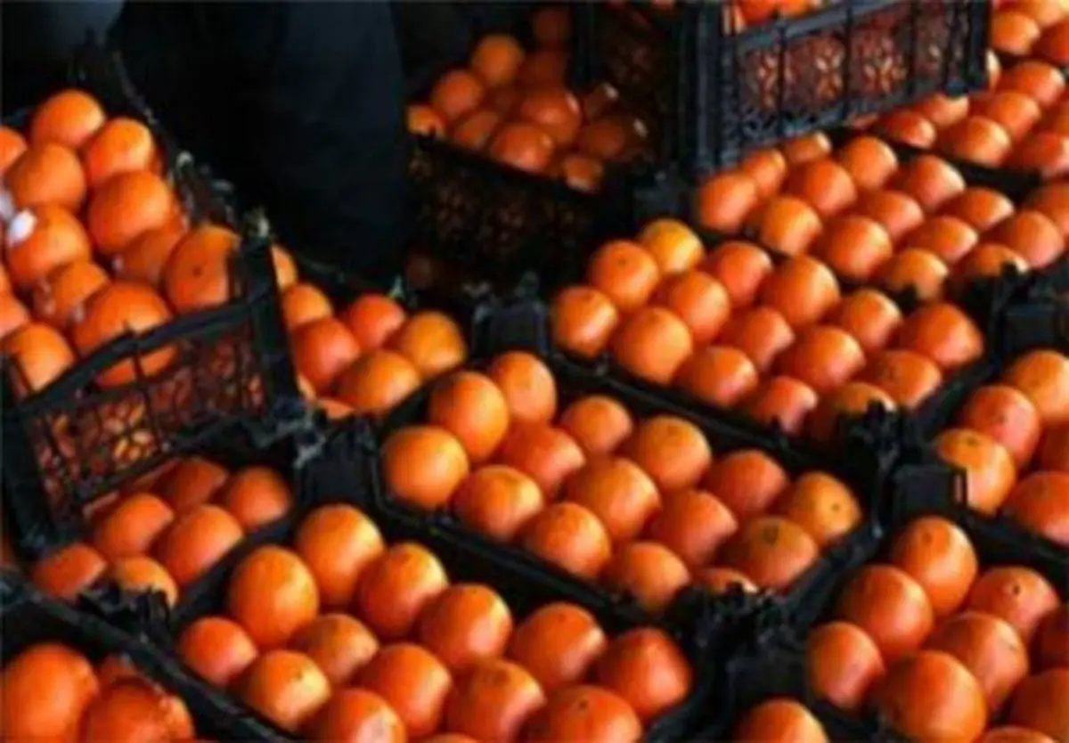 قیمت پرتقال در باغ دو هزار تومان؛ فروش در بازار ۲۰ هزار تومان