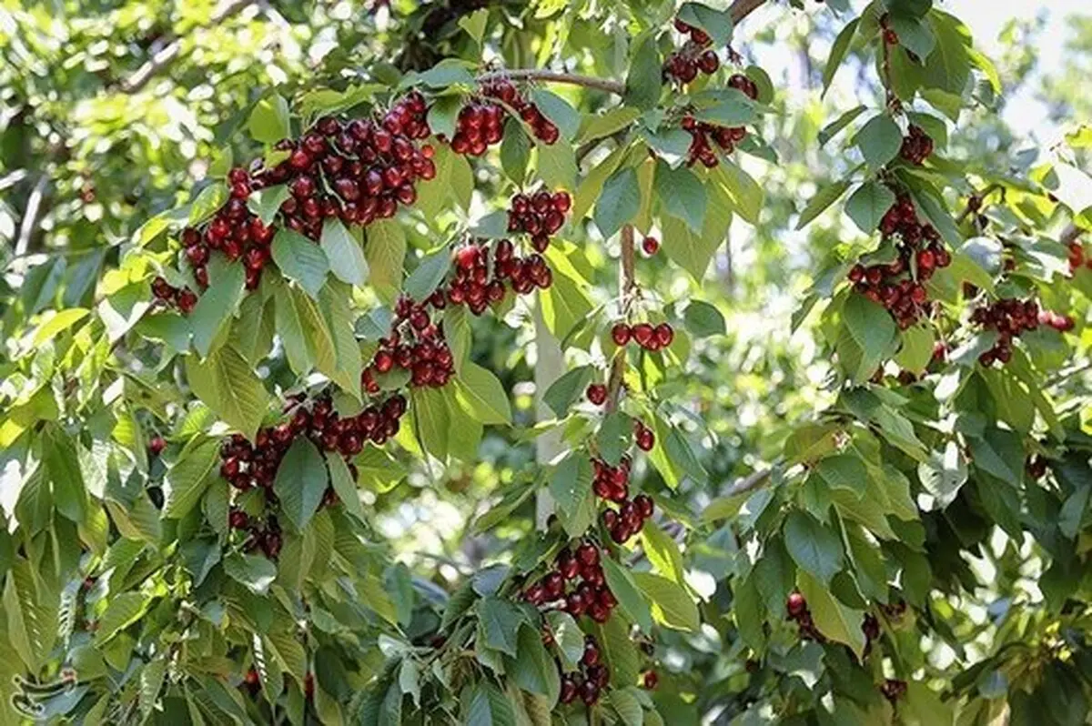 پایتخت گیلاس ایران که محصولش صادر می‌شود