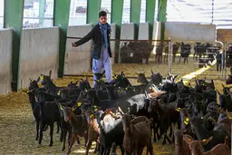 بزرگترین بُزداری خاورمیانه در محروم‌ترین منطقه ایران 