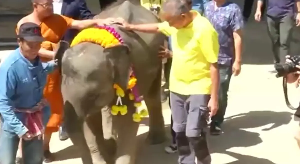 ویدئو : بچه فیل با پای مصنوعی به خانه جدیدش می‌رود