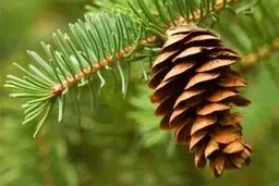 دانه‌ای باورنکردنی که متخصص کاهش وزن و حفظ جوانی است 