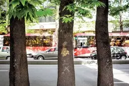 چنار‌ها ایستاده می‌میرند؛ تهران دیگر جای زنده ماندن چنار نیست