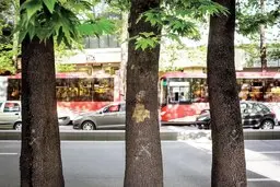 چنار‌ها ایستاده می‌میرند؛ تهران دیگر جای زنده ماندن چنار نیست