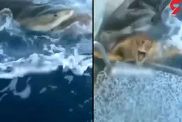 فرار لاک پشت نگون بخت از دهان کوسه بزرگ+ویدیو