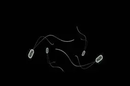 یون‌های نقره چگونه باکتری‌ها را از بین می‌برند؟ 