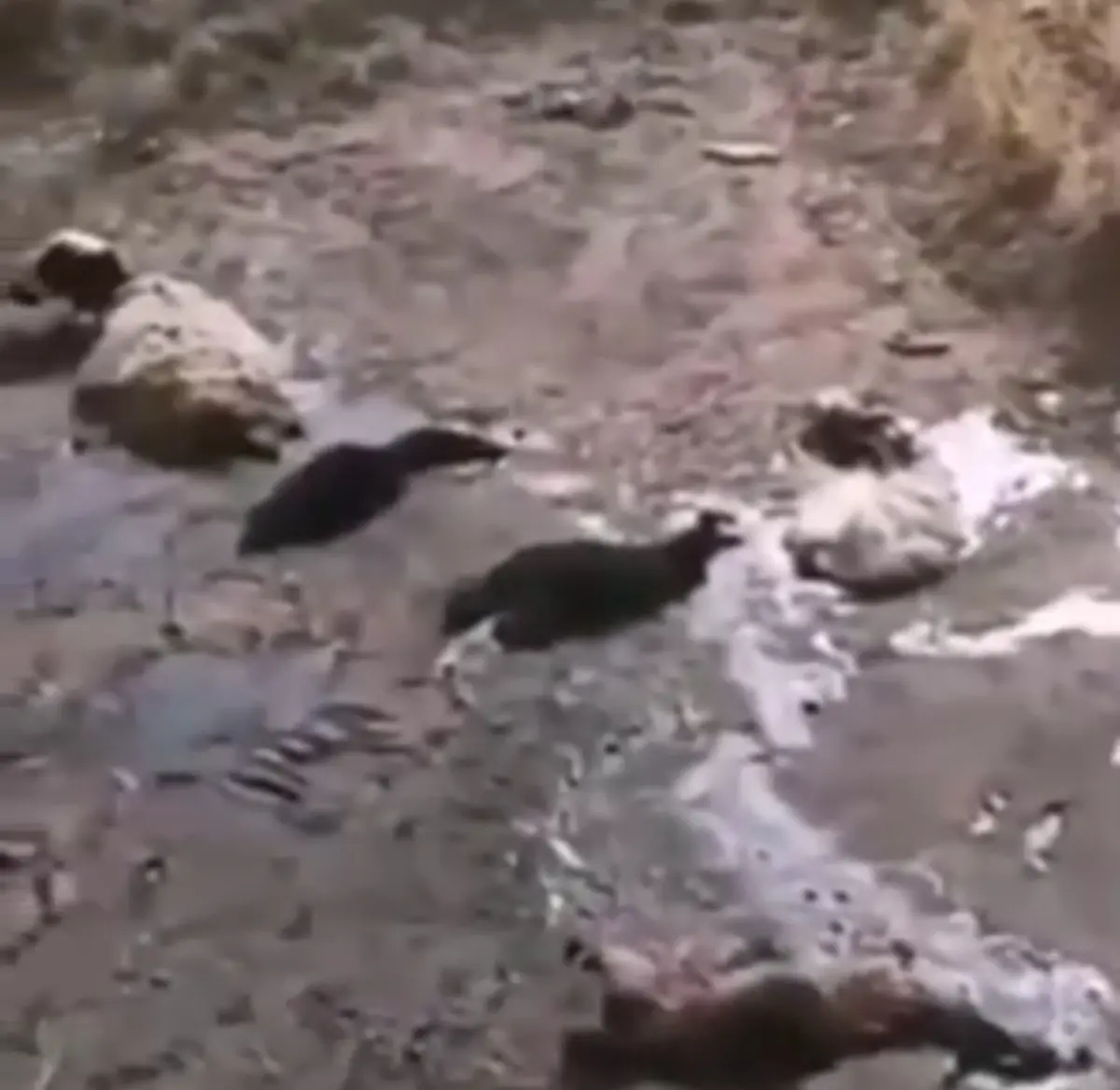 ماجرای گوسفندها و کشته شدن در قیرهای منطقه مهرشهر کرج + ویدئو