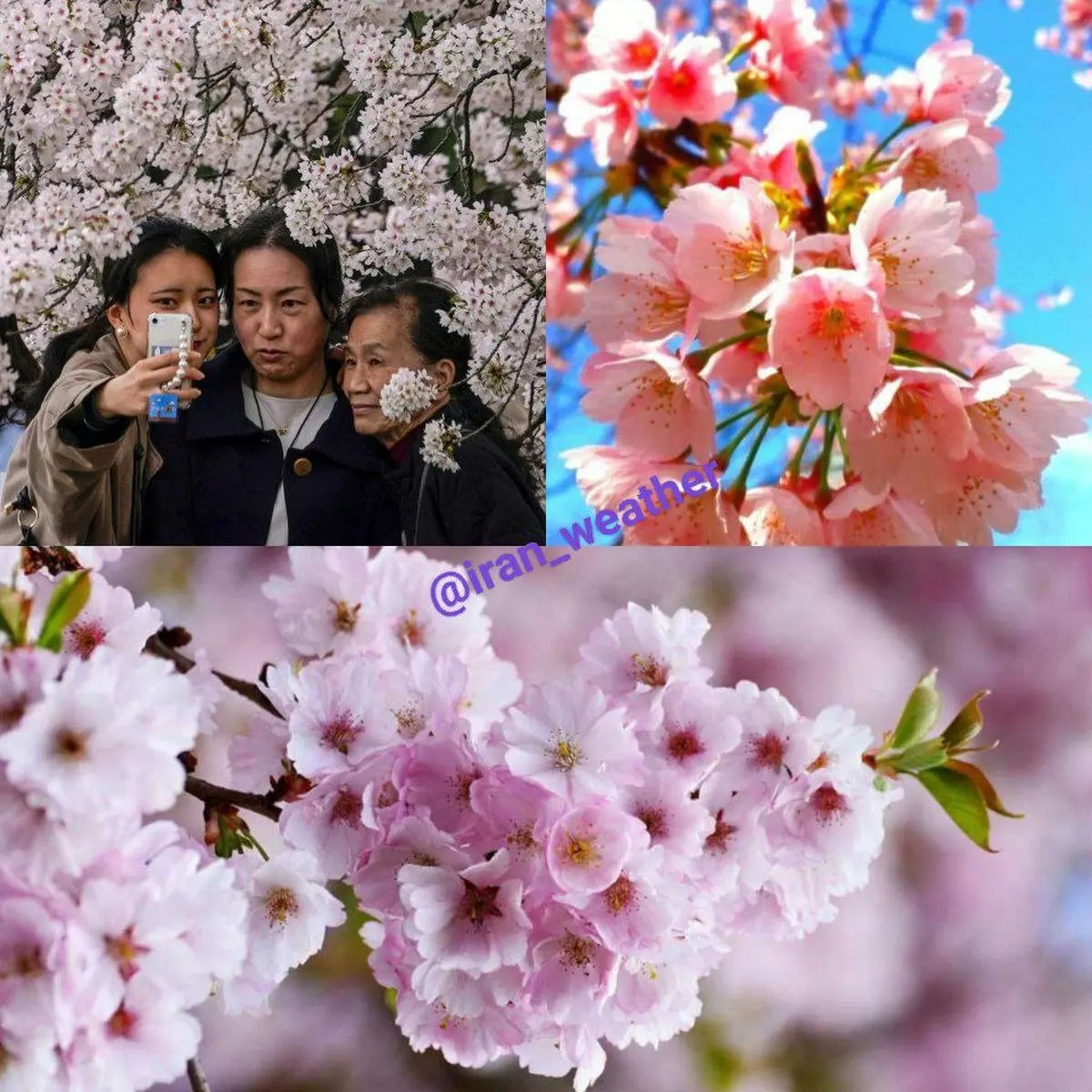 جشنواره شکوفه‌های گیلاس توکیو | مراسم سالانه تماشای شکوفه‌های گیلاس