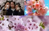 جشنواره شکوفه‌های گیلاس توکیو | مراسم سالانه تماشای شکوفه‌های گیلاس