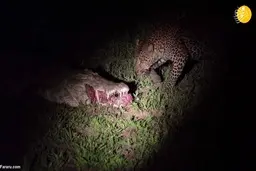 لحظه غذا خوردن پلنگ از دهان تمساح! | عجایب پارک ملی لوانگوا جنوبی