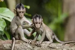 مرد میمون نما | نیمی انسان و نیمی حیوان!+ تصویر