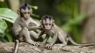 مرد میمون نما | نیمی انسان و نیمی حیوان!+ تصویر