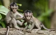 مرد میمون نما | نیمی انسان و نیمی حیوان!+ تصویر