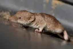 کشف پستانداری جدید | بعد از یک قرن دوباره در انگلیس پیدا شد + عکس