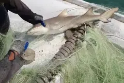 کار فوق‌العاده زیبای صیاد دوستدار محیط‌زیست + ویدئو