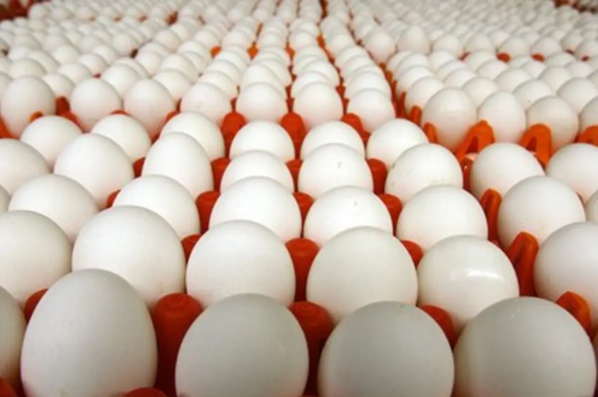 
تخم مرغ شانه‌ای ۳۸ هزار تومان شد!
