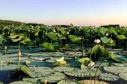 هشدار استاندار گیلان: عمق تالاب انزلی از «۱۰ متر» به «۲۰ سانتی‌متر» رسیده است