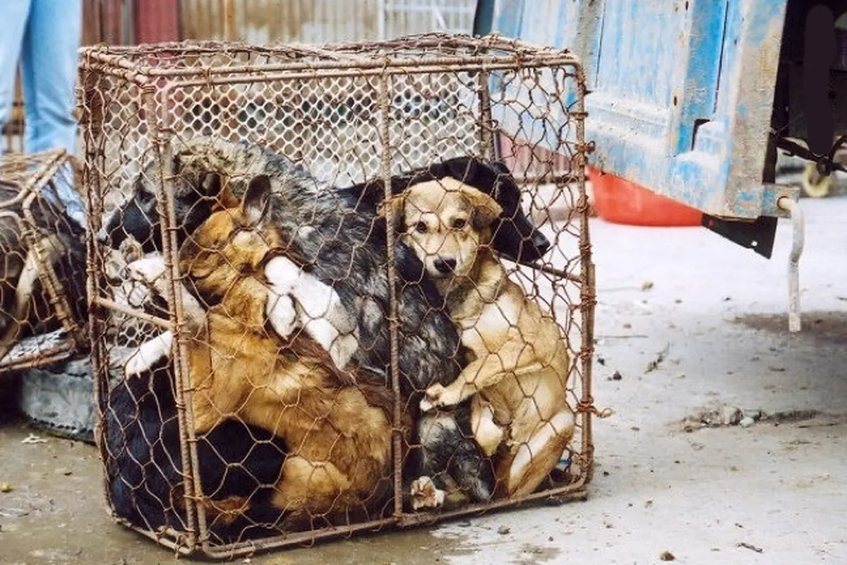 دولت چین برای خرید و فروش و مصرف گوشت حیوانات وحشی ممنوعیت موقت اعلام کرد.