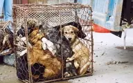 دولت چین برای خرید و فروش و مصرف گوشت حیوانات وحشی ممنوعیت موقت اعلام کرد.