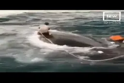 نجات عجیب یک نهنگ توسط یک ایرانی!