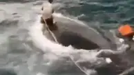 نجات عجیب یک نهنگ توسط یک ایرانی!