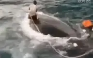 نجات عجیب یک نهنگ توسط یک ایرانی!