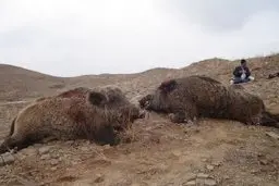 شیوع عجیب گرازخوری در برخی مناطق ایران