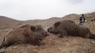 شیوع عجیب گرازخوری در برخی مناطق ایران