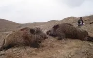 شیوع عجیب گرازخوری در برخی مناطق ایران