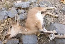 
رد پای"طاعون" ‌در مازندران