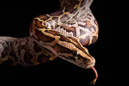 تلاش تیم پزشکی استرالیایی برای خارج کردن یک حوله حجیم از شکم مار پیتون +ویدئو