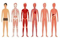 گوگل برای بدن انسان "گوگل مپس" می‌سازد!
