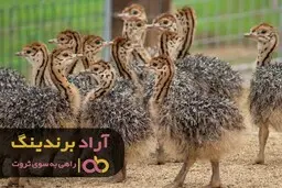 چگونه جریان عظیم ثروت وارد زندگیم شد