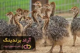 چگونه جریان عظیم ثروت وارد زندگیم شد