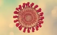 

نقش یک پروتئین در ابتلا به کروناویروس

