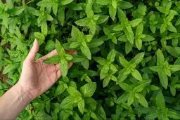 راز کاشت نعناع با عمر جاودان | روش کاشت نعناع در خانه +ویدئو